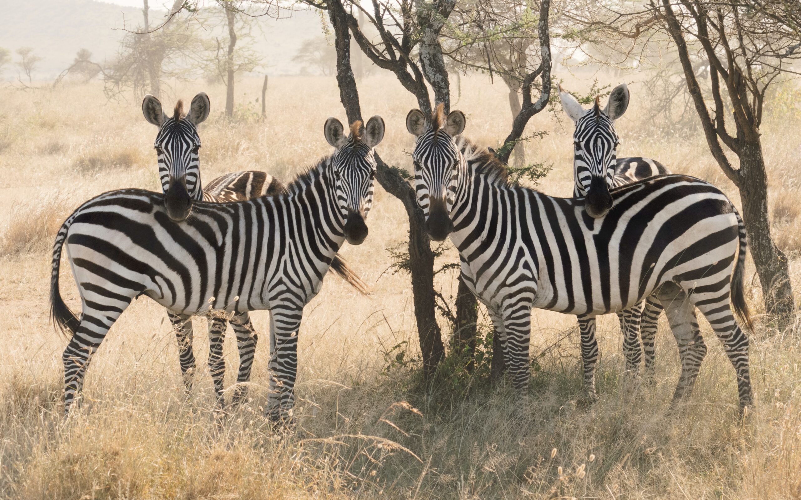 wildlife-collections-reviews