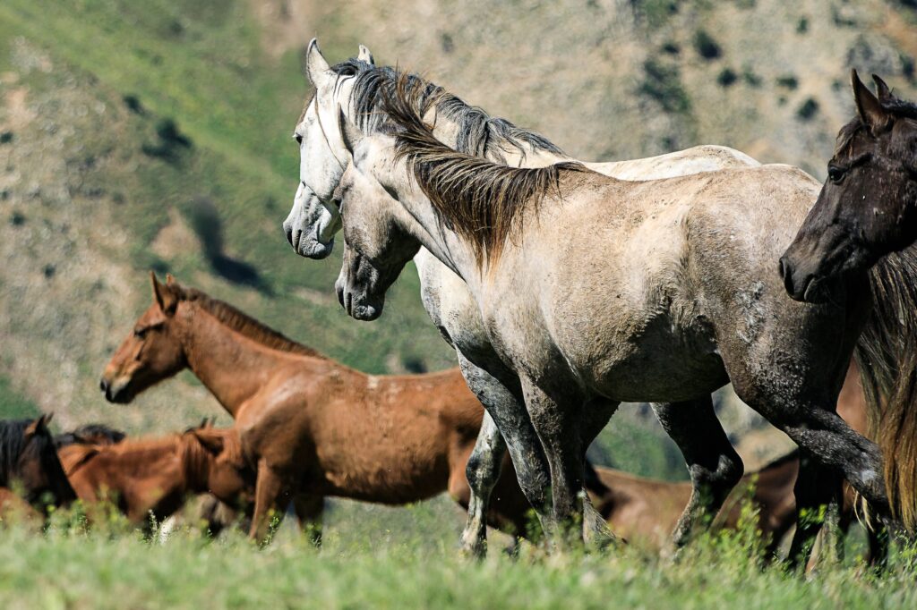 gentle-herd-brand-reviews