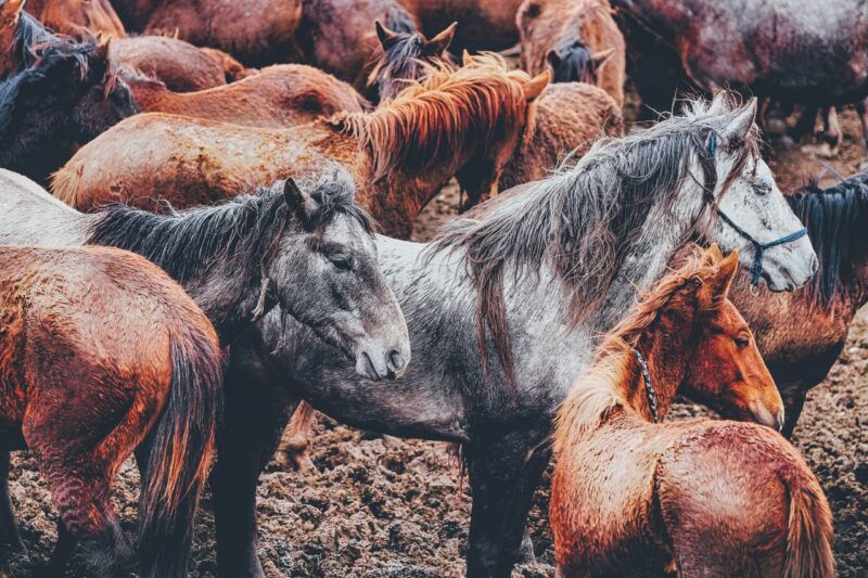gentle-herd-coats gentle-herd-coats