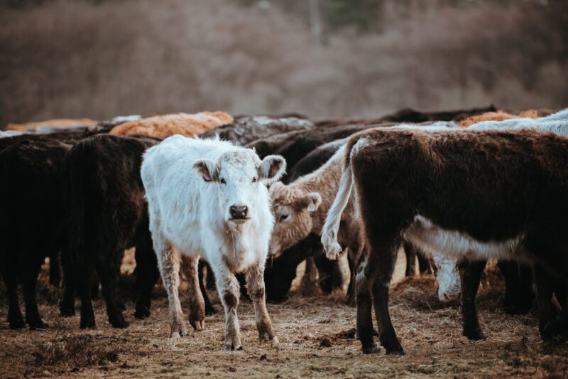 gentle-herd-review-reddit gentle-herd-review-reddit