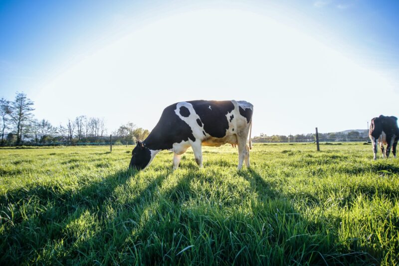 gentle-herd-sizing gentle-herd-sizing