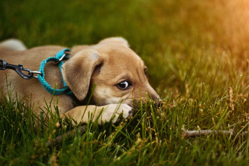 petoday-automatic-cat-feeder-reviews