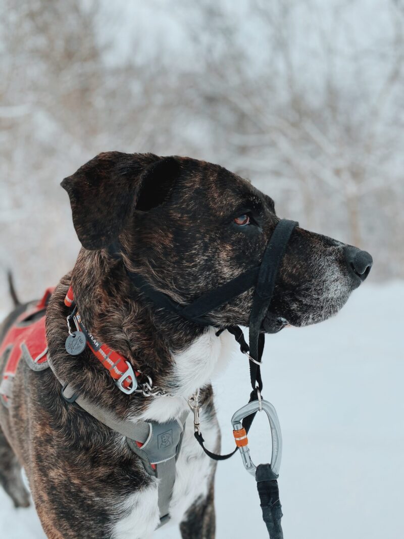 petoday-harness