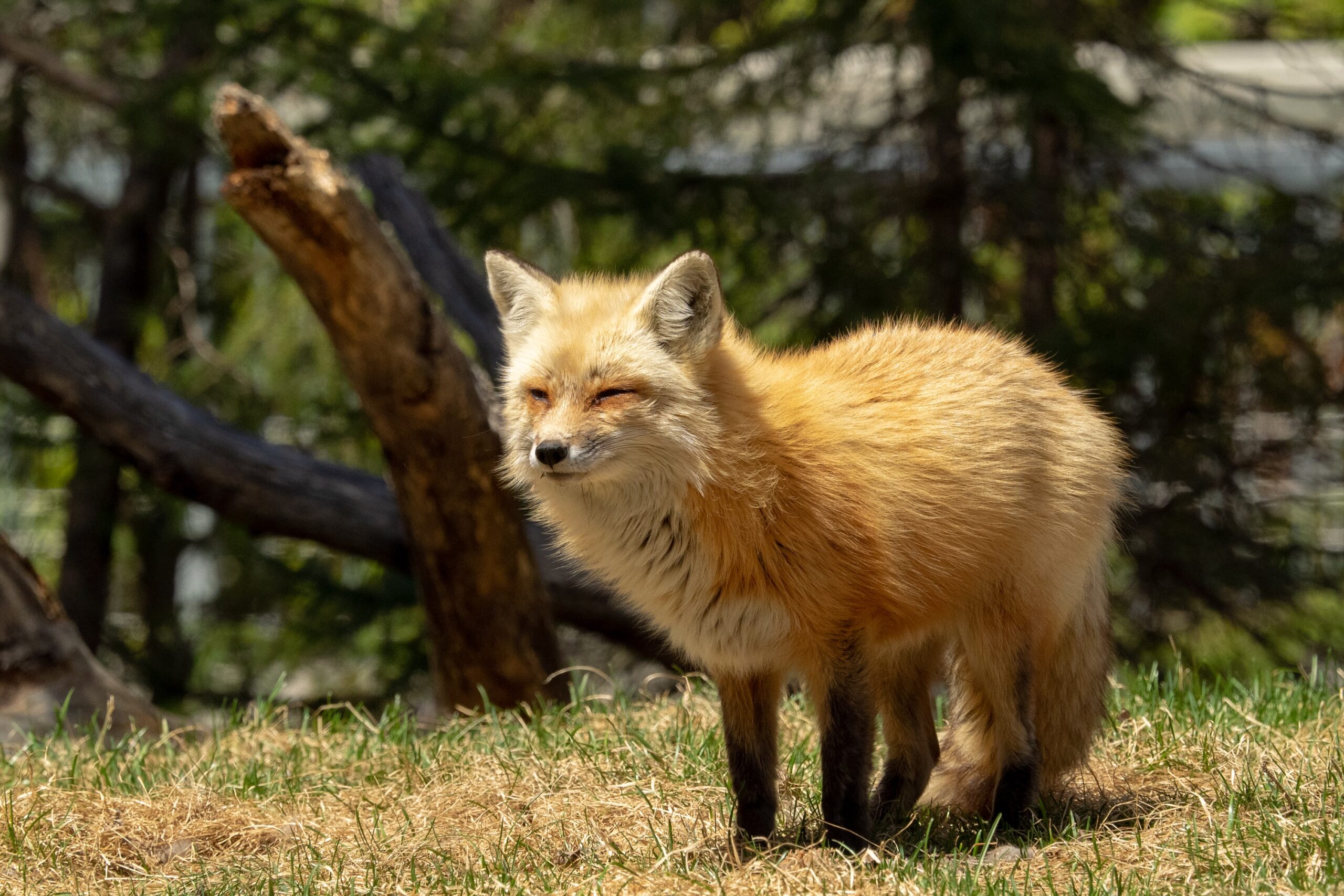 wildlife-collections-monthly-club