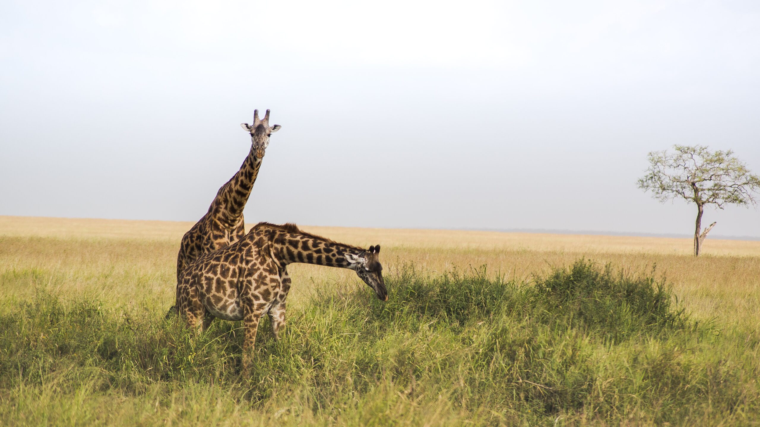 wildlife-collections-reddit